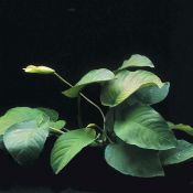 Анубиас Бартера широколистный Anubias barteri Broad leaf 1 куст