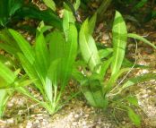 Эхинодорус Блехера или Тысячелистник Echinodorus bleheri, аквариумное растение "Детка" размер S