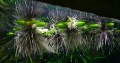 Эйхорния красивейшая или водяной гиацинт Eichhornia crassipes 1 куст