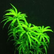 Эйхорния разнолистная Eichhornia diversifolia 1 ветка