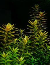 Ротала круглолистная или рутудинфолия Rotala rotundifolia 4-5 веток