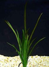 Валлинснерия спиральная полосатая Vallisneria spiralis Striped 1 куст