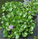 Эйхорния красивейшая или водяной гиацинт Eichhornia crassipes 1 куст