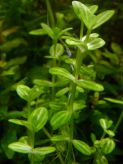 Линдерния круглолистная Lindernia rotundifolia, 1 ветка