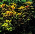Людвигия болотная х ползучая (гибрид) Ludwigia palustris х Ludwigia repens 1 ветка