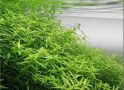Ротала круглолистная зеленая Rotala rotundifolia Green 4-5 веток