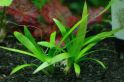 Сагиттария широколистная, Стрелолист широколистный (японика) Sagittaria platyphylla 1 куст