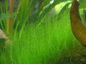 Мох Стринг, Stringy moss, Leptodictyum riparium